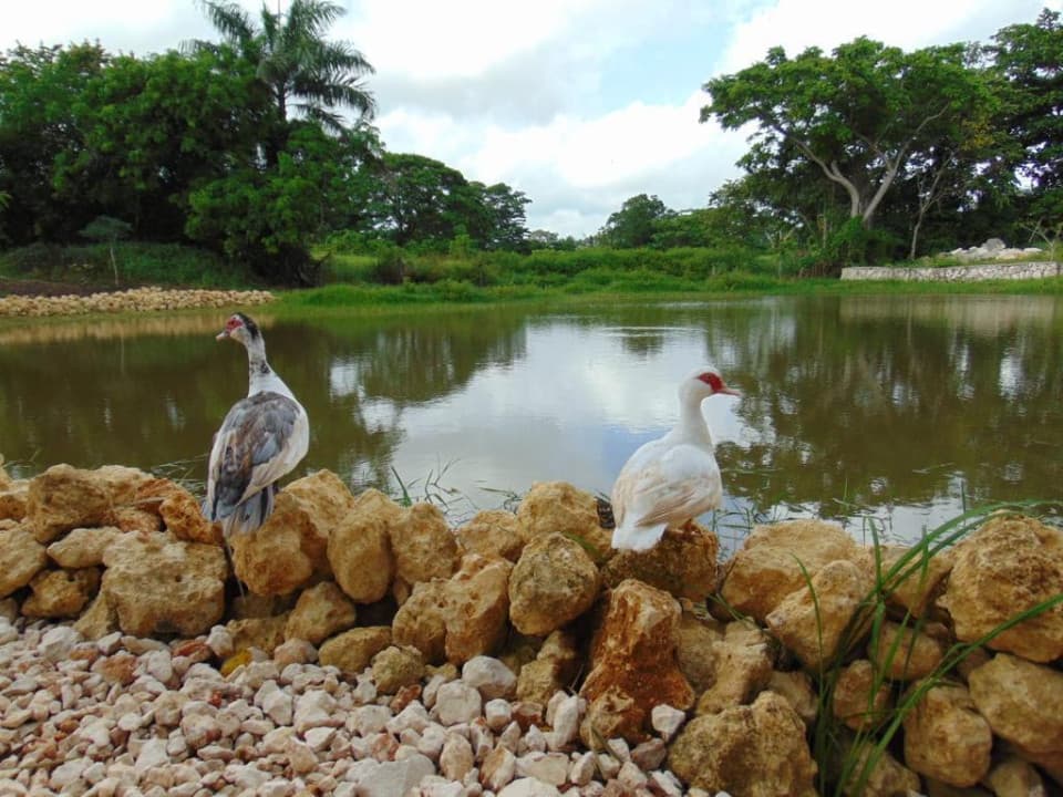 Land for sale in El Macao, Higüey